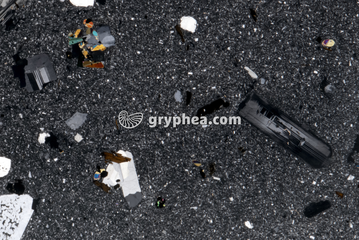 Trachyte LPA x3 - gryphea.com